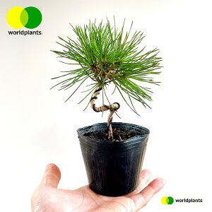 松(ねじり松) 3号 ポット苗 1鉢 松 松の木 マツ クロマツ オマツ 雄松 Pinus thunbergii ワールドプランツ WORLD PLANTS