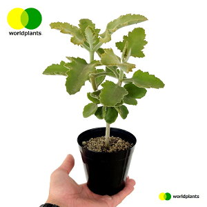 JRG xnVXi[Y[tj1 3.5 vX`bNc JR[Y[t 受̕ ␫ [hvc WORLD PLANTS
