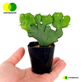 ユーフォルビア（石化オンコクラータ）1鉢 2号 プラスチック苗 ユーフォルビアオンコクラータ ワールドプランツ WORLD PLANTS