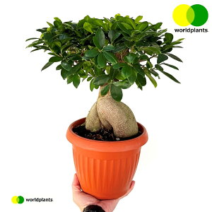 KW}ij 7.5 vX`bN 1 `E~Lug KW} ڂ ܂  K̖ LWi[  חt  Վ  Ficus microcarpa [hvc WO