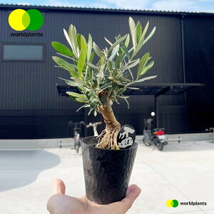I[ui~͎dāj 3 fUCvX`bN 1 BONSAI ڂ񂳂 OLIVE [hvc WORLD PLANTS