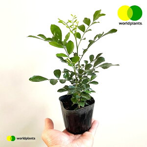 シルクジャスミン(ゲッキツ) 3号 ポット苗 1鉢 ゲッキツ ジャスミン 月橘 オレンジジャスミン イヌツゲ コスメティックバーク 血行促進 ワールドプランツ WORLD PLANTS