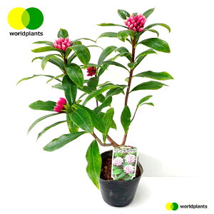 W`EQiԁj1 3.5 |bgc 1 ``EQ VimjVL Daphne odora [hvc WORLD PLANTS