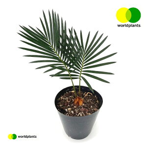 \eciǂhSj 3.5 vX`bNc 1 hS qA Wpj[YETSEp[ Cycas revoluta Japanese sago palm [hvc WORLD PLANTS