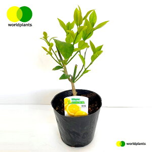 }C[ij 4 |bgc 1 EG Ԃȃ ̖ c Meyer lemon [hvc WORLD PLANTS