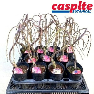 yP[X̔F11z ~i}~j 4 |bgc 11 E V_E ~ Prunus mume casplte250