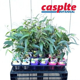 【ケース販売：24入】 ハーデンベルギア（おまかせ） 3.5号 ポット苗 24鉢 Hardenbergia casplte250