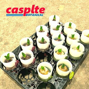 yP[X̔F18z EH[^[qVXiMIXj k͔| KX 18 qVX Mq 鍁 _b`qAVXHyacinthus orientalis casplte250