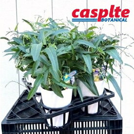 【ケース販売：6入】 ハーデンベルギア（おまかせ） 5号 ポット苗 6鉢 Hardenbergia casplte250