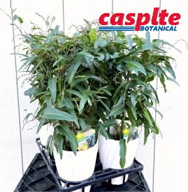 【ケース販売：6入】 ハーデンベルギア（おまかせ） 6号 ポット苗 6鉢 Hardenbergia casplte250