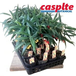 �y�P�[�X�̔��F24���z �S���i�q���N�����E�j 3.5�� �|�b�g�c 24�� Ardesia crenata casplte250