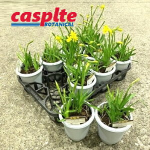 yP[X̔F11z ieB^eB^j 4 vX`bN 11 XCZ XCZeB^eB^ Narcissus casplte250