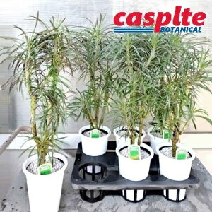 �y�P�[�X�̔��F6���z �����L�[�c���[ 5�� �v���X�`�b�N�c 6�� �Z�l�V�I�E�N���C�j�A �h�����L�[�c���[�h Senecio kleinia casplte250