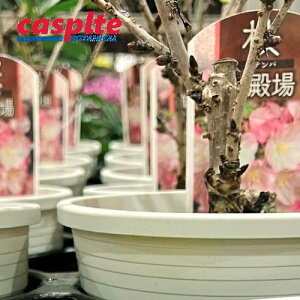 yP[X̔F15ziaFSeoj15 4 F vX`bN SeoUN ac c ~ d炳 TN `F[ubT N̕c Cherry blossom Cerasus eGot