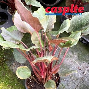 �y�P�[�X�̔��F8���z �z�}�����i�i�t���C�~���O���b�h�j 5�� �v���X�`�b�N�� 8�� �z�}�����i�t���C�~���O���b�h Homalomena Rubescens Flaming Red casplte250