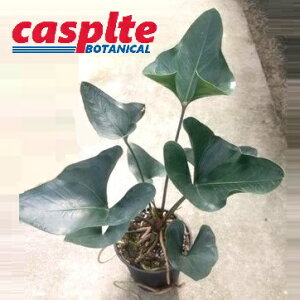 �y�P�[�X�̔��F5���z �A���X���E���i�A���[�j 5�� �v���X�`�b�N�c 5�� �A���X �A���X�����[�� Anthurium Arrow casplte280