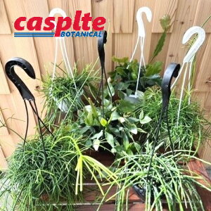 �y�P�[�X�̔��F6���z ���v�T���X�iMIX�F���܂����i��j 5�� �v���X�`�b�N �݂蔫 6�� Rhipsalis casplte250