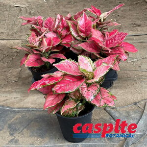 yP[X̔F6z AOIl}ir[eB[j 5 vX`bN 6 Aglaonema 'Beauty' casplte250