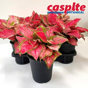 yP[X̔F6z AOIl}ir[eB[j 5 vX`bN 6 Aglaonema 'Beauty' casplte250