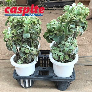 yP[X̔F4z JRG ixnVXF 受̕j4 7 vX`bN  AKalanchoeBehalensis casplte280