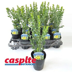 �y�P�[�X�̔��F15���z �A�J�V�A�i�O�p�t�j 3.5�� �v���X�`�b�N�� 15�� �T���J�N�o�A�J�V�A ���F�̉� ������ Acacia casplte280