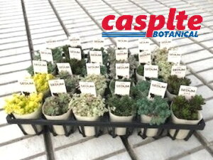 【ケース販売:24入】 セダム(MIX:混合品種) 2.5号 ポット苗 24鉢 SEDUM casplte250