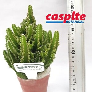 �y�P�[�X�̔��F15���z �T�{�e���i�Z���E�X�j 2.5�� �|�b�g�c 15�� Cereus casplte250