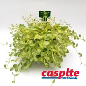 yP[X̔F24z yy~Ai^qj 3 |bgc 24 yy~A^q }AR Peperomia casplte250