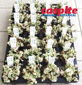 yP[X̔F24z |[`J iq̕F̂܂j 2.5 |bgc 24 Ji{EmL |[`JA ϊN Portulacaria afra f.variegata casplte250