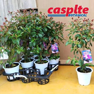 yP[X̔F8z m{^i쉲OFsNR[g_W[j60cm 8 4.5 |bgc m{^R[g_W[ sN̉ sN Melastomataceae casplte250