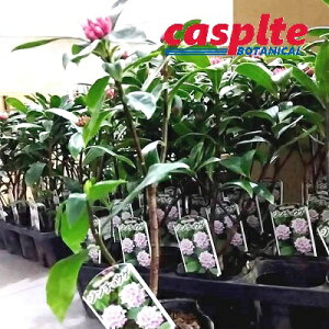 yP[X̔F20z W`EQiԁj 3.5 |bgc 1 ``EQ VimjVL Daphne odora casplte250