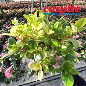 yP[X̔F8z yy~AiOxj 3.5 vX`bN ݂蔫 8 yy~AOx Peperomia casplte250