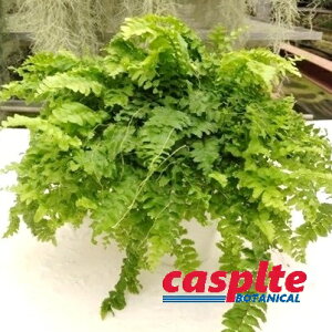 yP[X̔F6z ltsXi||j 6 vX`bN 6 Nephrolepis ponpon casplte250