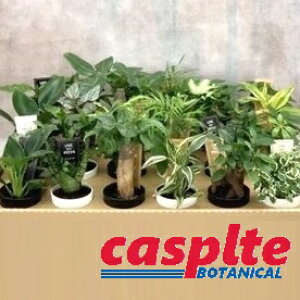 yP[X̔F24z ~jϗtiMIXF܂ij 2.5 |bgc 24 kanyou casplte250