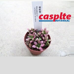yP[X̔F24z yAz TNtuLij 2.5 |bgc 24  ӂԂ succulent casplte250