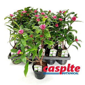 yP[X̔F20z W`EQiԁj 3.5 |bgc 1 ``EQ VimjVL Daphne odora casplte250