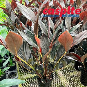 yP[X̔F6z AsjAi~bhiCgWW[j 6 vX`bN 66 AsjA~bhiCgWW[ Zingiber malayensis 'Midnight Zinger' casplte250