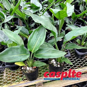 【ケース販売:15入】 ストレリチア(レギネ) 3.5号 ポット苗 15鉢ストレリチアレギネ Strelitzia reginae casplte280