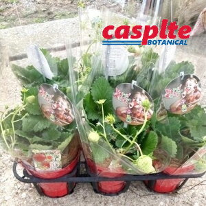 yP[X̔F6z C`SiڂFtj 5 vX`bNc 6 Strawberry casplte250