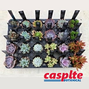 yP[X̔F24z AiMIXF܂ij 2.5 |bgc 24 succulent casplte250