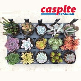【ケース販売：15入】 多肉植物（Standard Collection） 3.5号 ポット苗 15鉢 succulent casplte250