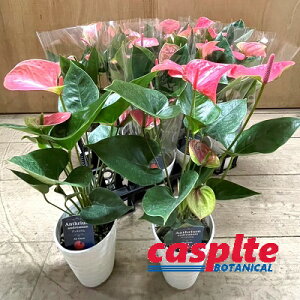 yP[X̔F11z AXEisNj11 3.5 vX`bN AX AX[ Anthurium casplte250