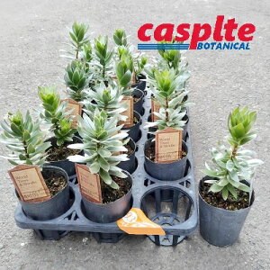 【ケース販売:15入】ミメンテス(クラッカージャックシルバー) 3寸 ポット苗 15鉢 ミメンテスクラッカージャックシルバー Mimetes cucullatus 'Crackerjack silver' casplte250