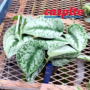 yP[X̔F12z XL_vTXigr?j 3.5 vX`bN 12 XL_vTXgr[ Scindapsus pictus'Trebie' casplte250