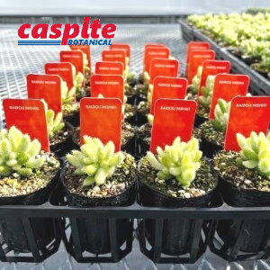 yP[X̔F20z fXy}iсFChEjVLj 2 |bgc 20 ZȃfXy}̑A Delosperma echinatum casplte250