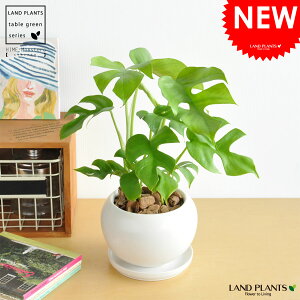 new!!@qXe@Fی^픫ɐA@ť`ƂĂ@킢@~jXe@hV̓@|Cg@ϗtA