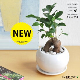 ガジュマル 白色 丸型 陶器鉢 【ぺブル・受皿】 幸福をもたらす 精霊が住む木 結婚式 両親 記念品 親贈呈 両親贈呈 ミニ 人参 観葉植物 インテリア ギフト 誕生日プレゼント 男性 女性 退職祝い 定年 お祝い 父 母 誕生日 新築祝い 引越し祝い