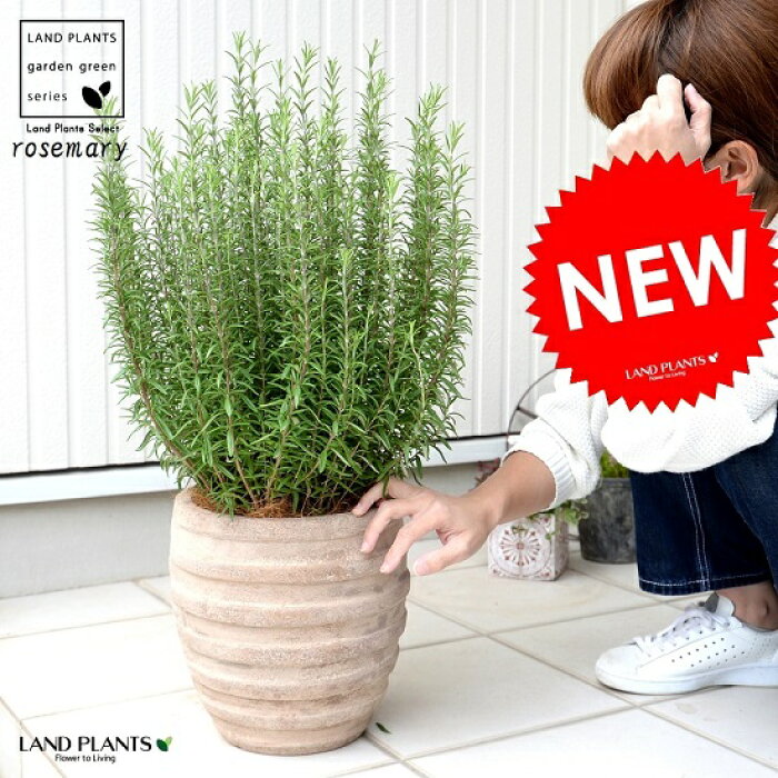 壁紙無料の材料 ロイヤリティフリー 虫除け 植物 庭