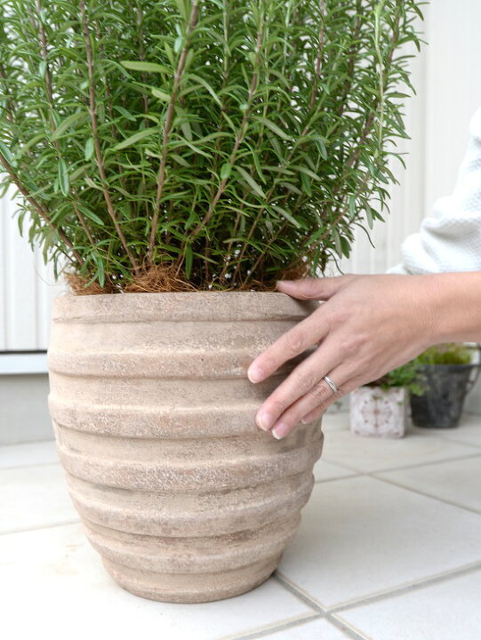 楽天市場 ローズマリー 鉢植え アンティークブラウン鉢 虫除け 虫よけの木 立性 敬老の日 ポイント消化 観葉植物 ランドプランツ 楽天市場 ローズマリー 鉢植え アンティークブラウン鉢 虫除け 虫よけの木 立性 敬老の日 ポイント消化 観葉植物 ランドプランツ