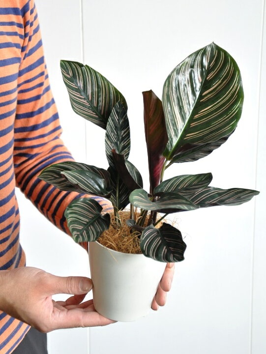 楽天市場 お試し カラテア サンデリアーナ 4号 白色 プラスチック鉢 オルナータ Calathea クズウコン 観葉植物 ランドプランツ